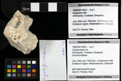 Foto (Objekt + Etiketten) von Cycloprosopon sp. 